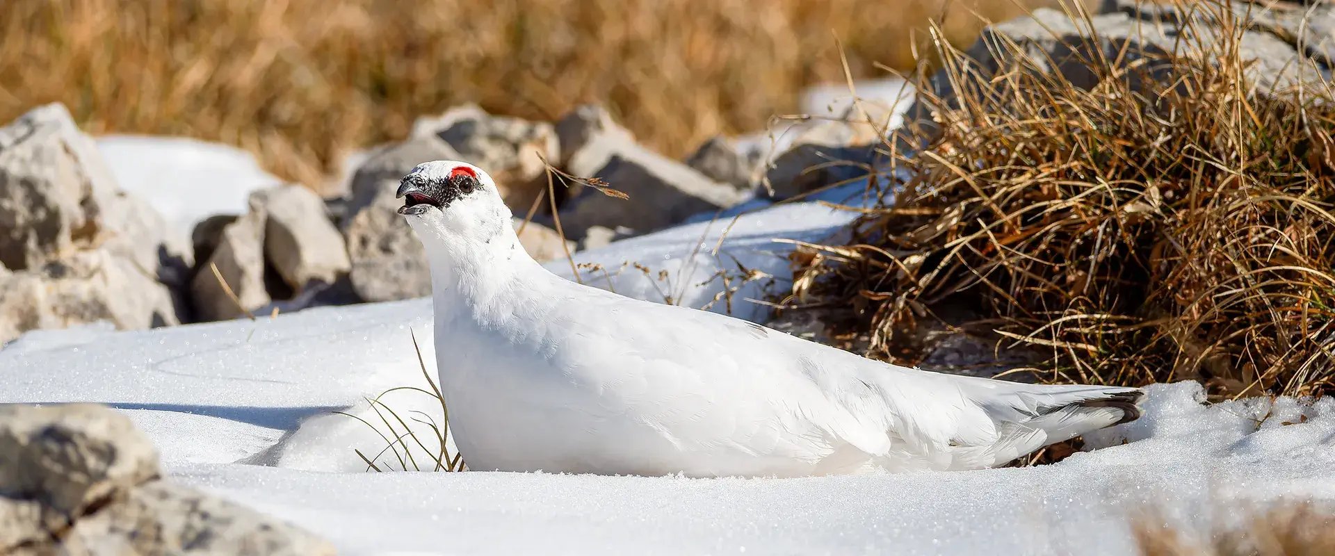 Sport hunting and fishing